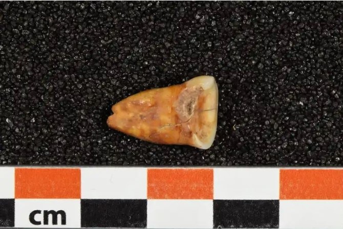 Ανθρώπινο δόντι από το σπήλαιο Taforalt, Μαρόκο