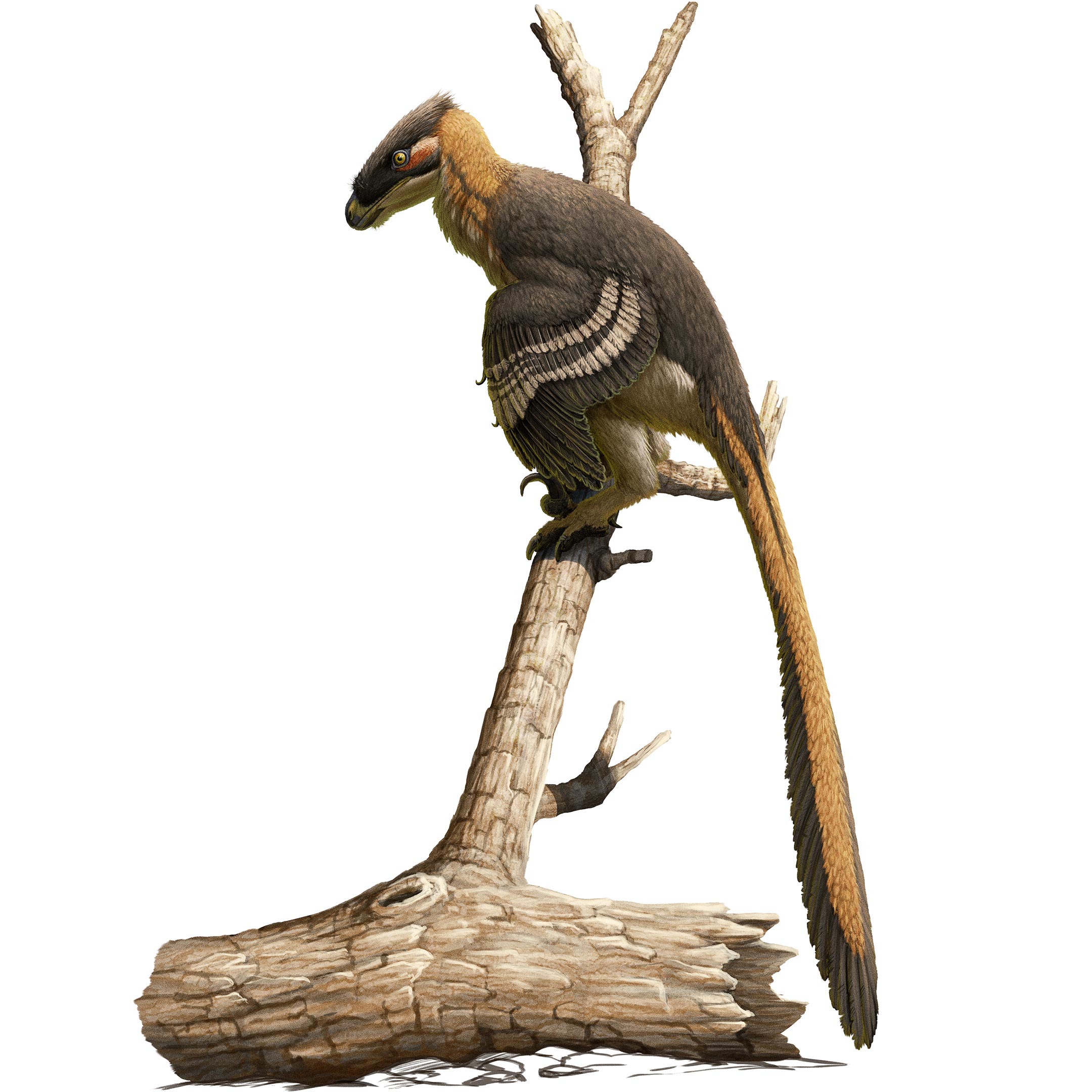 Ανακαλύφθηκε είδος δεινοσαύρου με γαμψά πόδια 