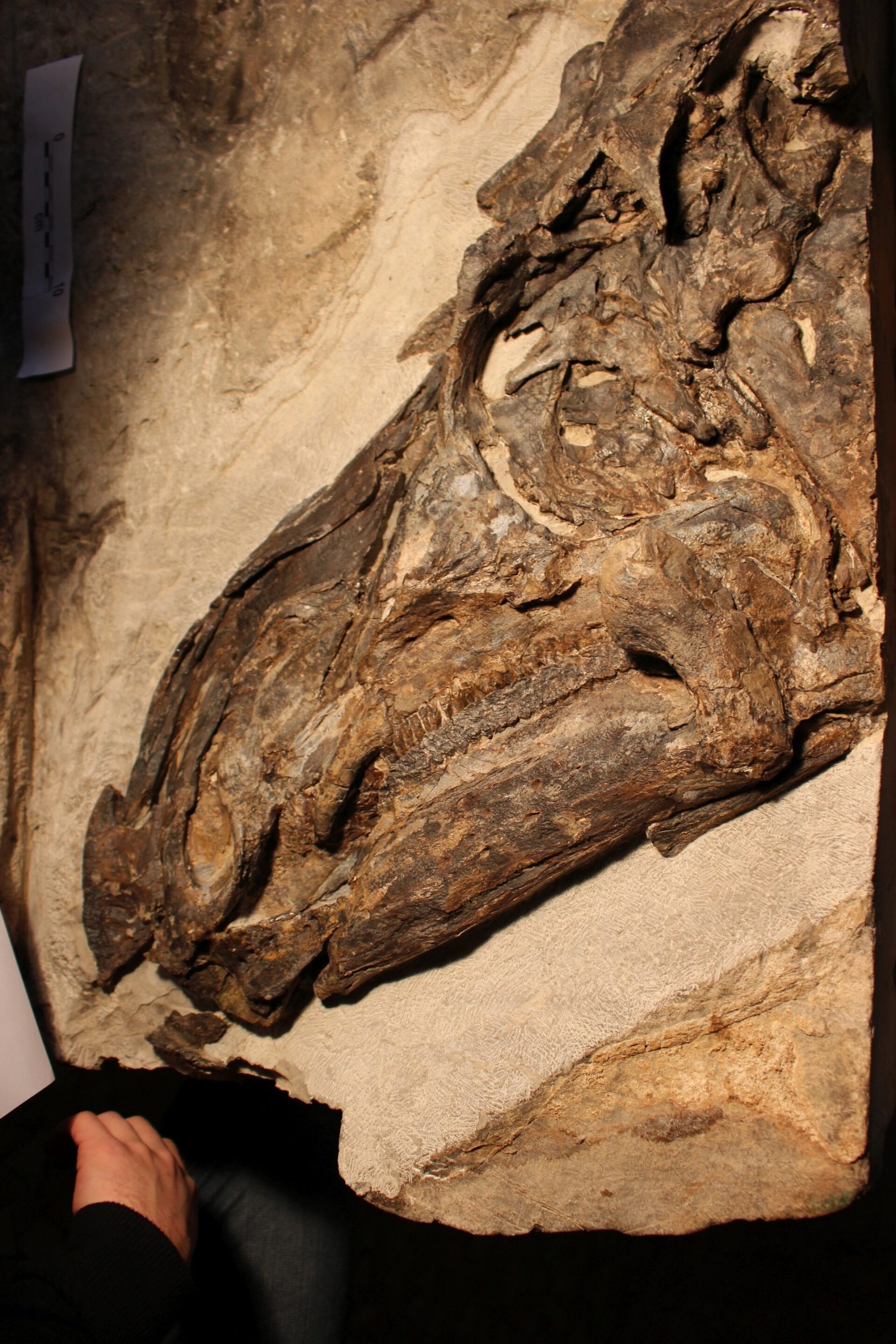 Ιταλία: Ανακαλύφθηκε το μεγαλύτερο «νεκροταφείο» δεινοσαύρων