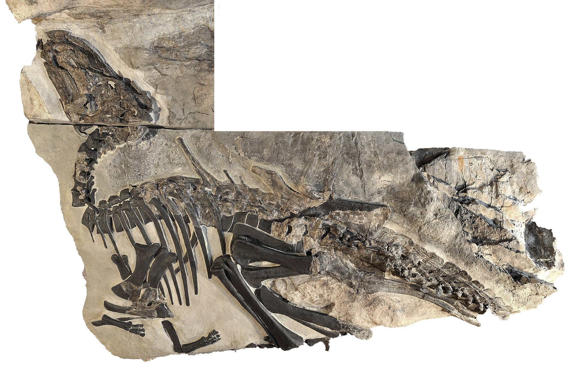 Ιταλία: Ανακαλύφθηκε το μεγαλύτερο «νεκροταφείο» δεινοσαύρων