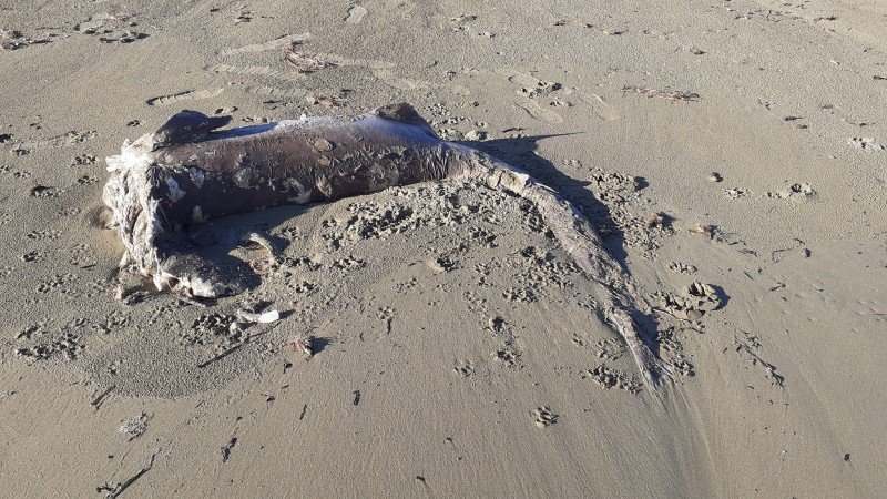 Μεγάλος καρχαρίας ξεβράστηκε σε παραλία του Ηρακλείου