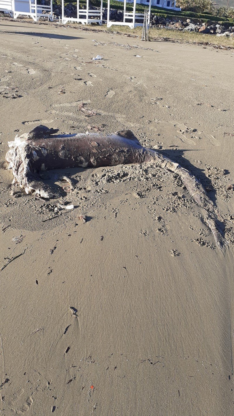 Μεγάλος καρχαρίας ξεβράστηκε σε παραλία του Ηρακλείου
