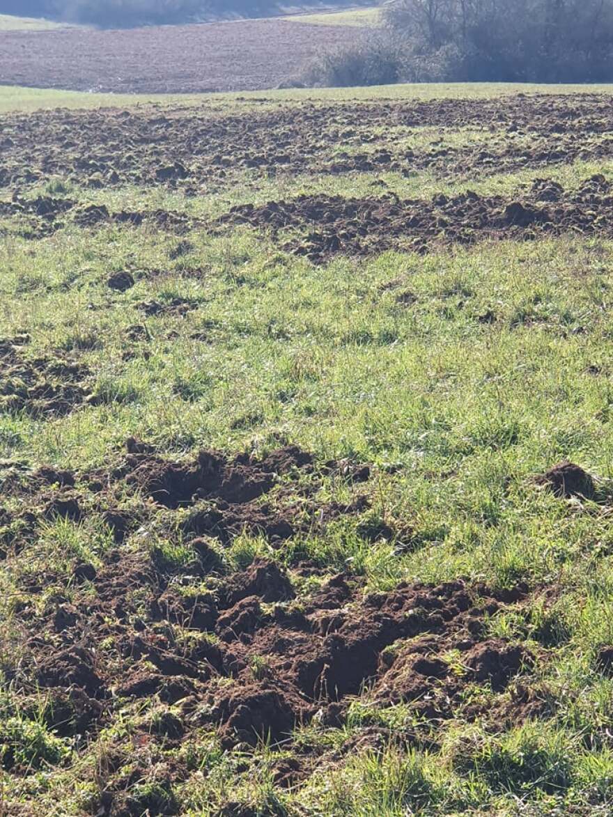 Σέρρες: Αγριογούρουνα προκάλεσαν ζημιές σε καλλιέργιες στην Κερκίνη