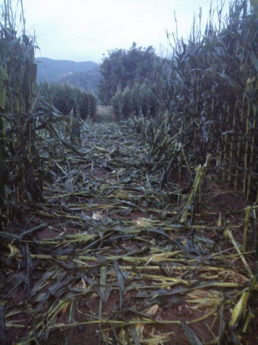 Σέρρες: Αγριογούρουνα προκάλεσαν ζημιές σε καλλιέργιες στην Κερκίνη