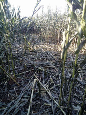 Σέρρες: Αγριογούρουνα προκάλεσαν ζημιές σε καλλιέργιες στην Κερκίνη