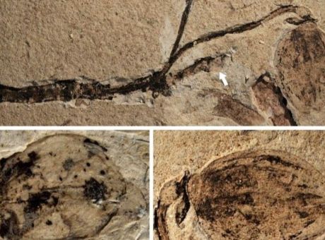 Ανακαλύφθηκε το αρχαιότερο στον κόσμο απολιθωμένο μπουμπούκι λουλουδιού