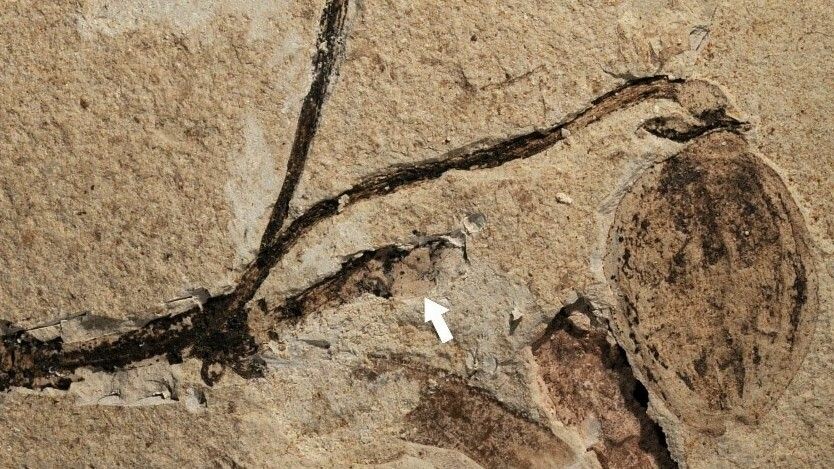 Ανακαλύφθηκε το αρχαιότερο στον κόσμο απολιθωμένο μπουμπούκι λουλουδιού
