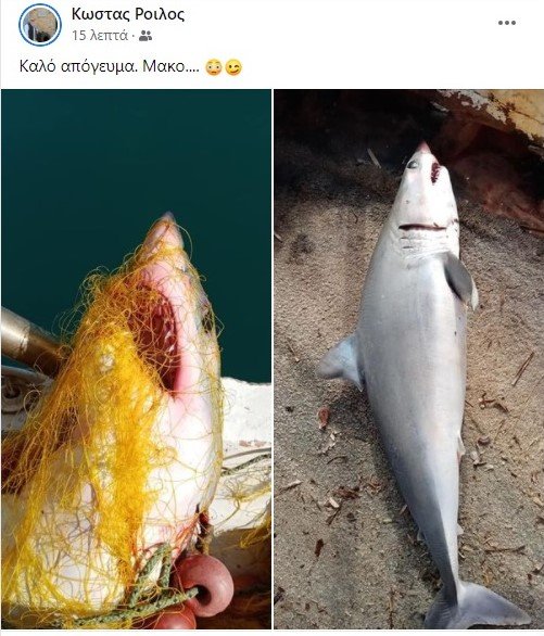 Κυπαρισσία: Ψαράς έπιασε καρχαρία