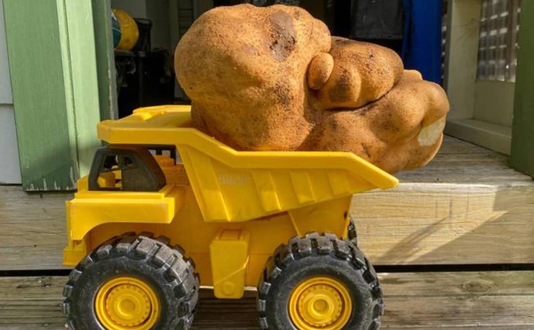 Η μεγαλύτερη πατάτα στον κόσμο ζυγίζει οκτώ κιλά! 