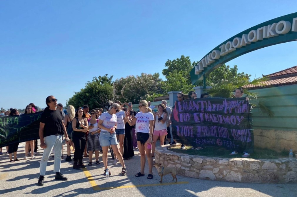 Αττικό Ζωολογικό Πάρκο: Διαμαρτυρία για τη θανάτωση του χιμπατζή