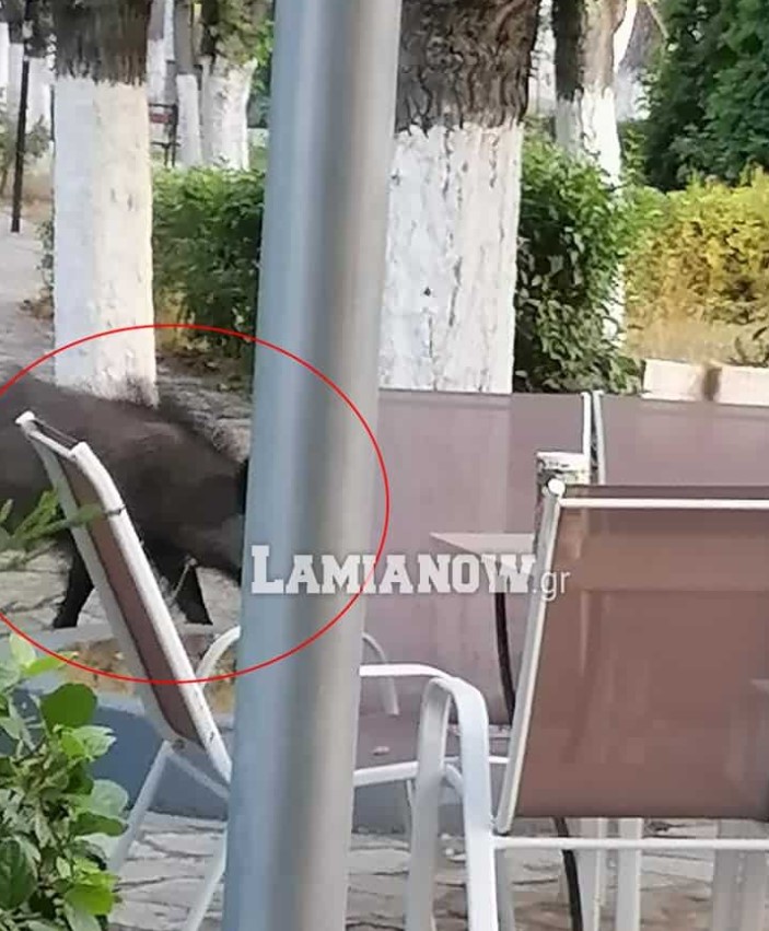Λαμία: Αγριογούρουνα έκαναν την βόλτα τους σε πάρκο 