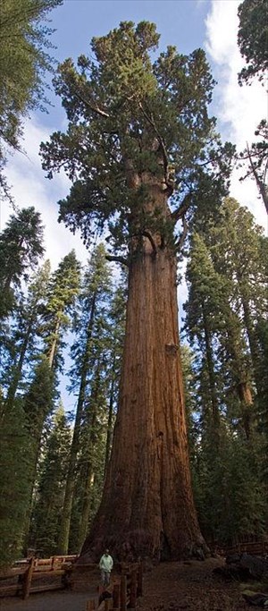 Απαγορεύτηκε η πρόσβαση στο ψηλότερο δέντρο στον κόσμο