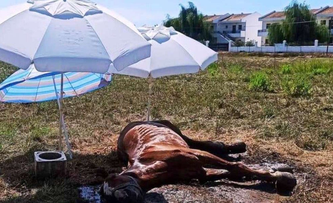 Κέρκυρα: Άλογο πέθανε παρατημένο, χωρίς τροφή και νερό