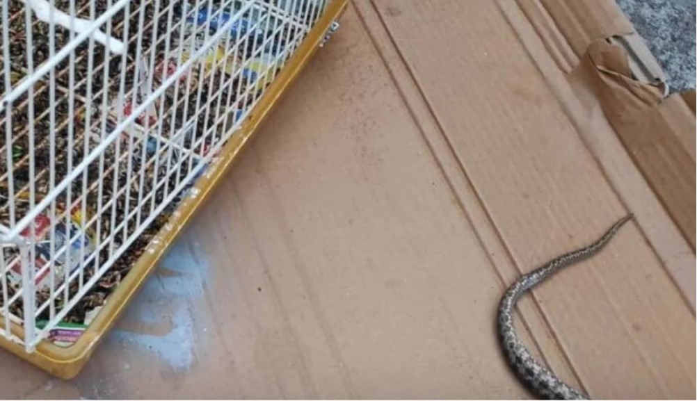 Χανιά: Φίδι μπήκε σε κλουβί και έφαγε καναρίνια