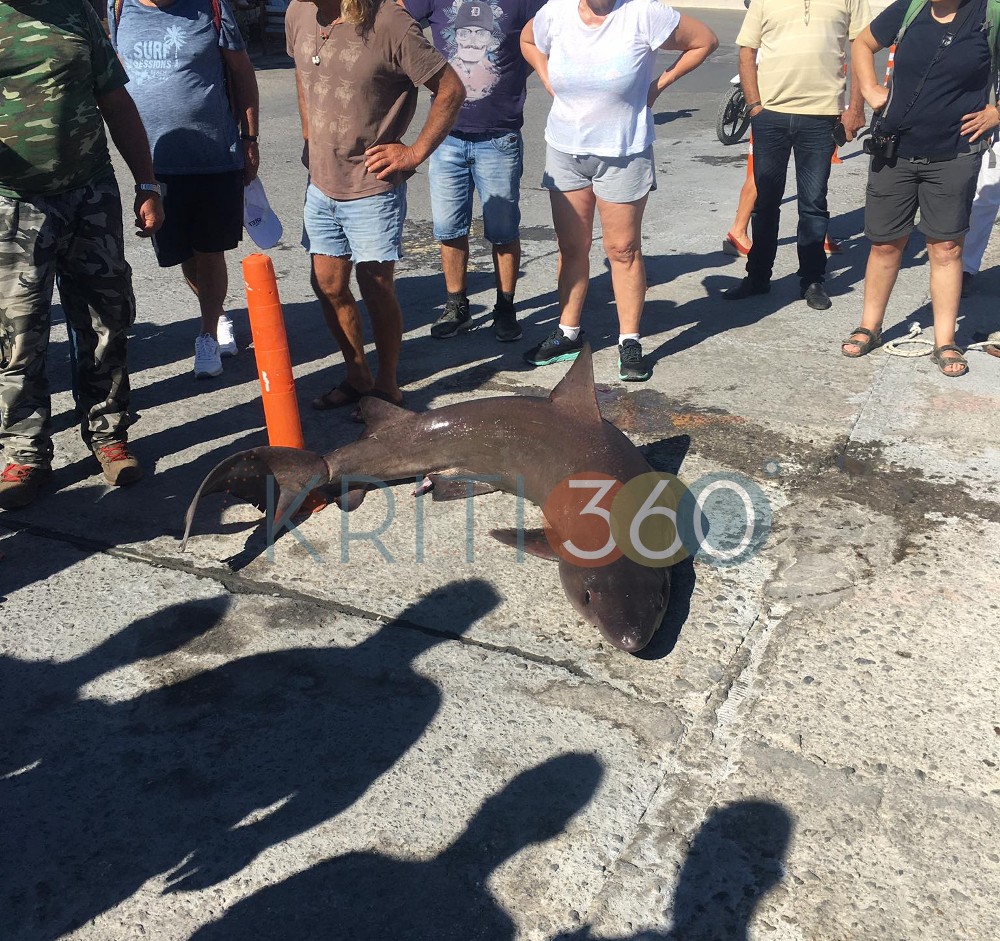 Χανιά: Έπιασαν καρχαρία δύο μέτρων