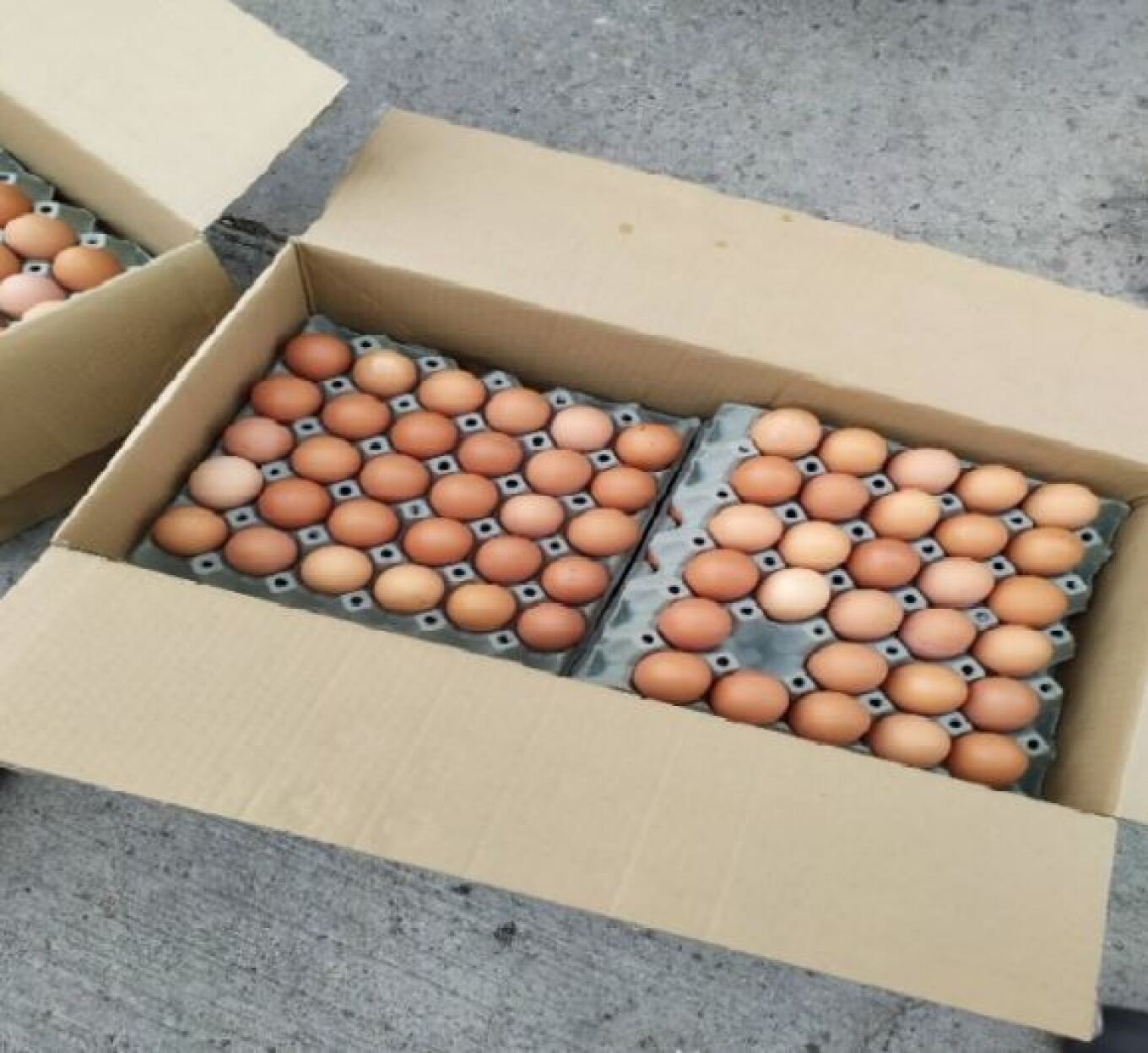 ΣΔΟΕ: Κατάσχεσε 300.000 αυγά από τη Βουλγαρία που θα τα «βάφτιζαν» ελληνικά ενόψει Πάσχα