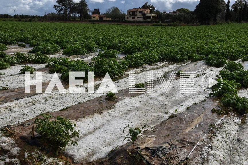 Ηλεία: Μεγάλες καταστροφές σε καλλιέργειες από σφοδρή χαλαζόπτωση