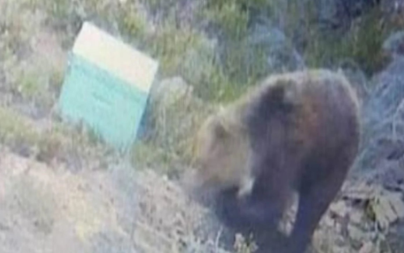 Θεσσαλονίκη: Αρκούδα εμφανίστηκε στον Χορτιάτη
