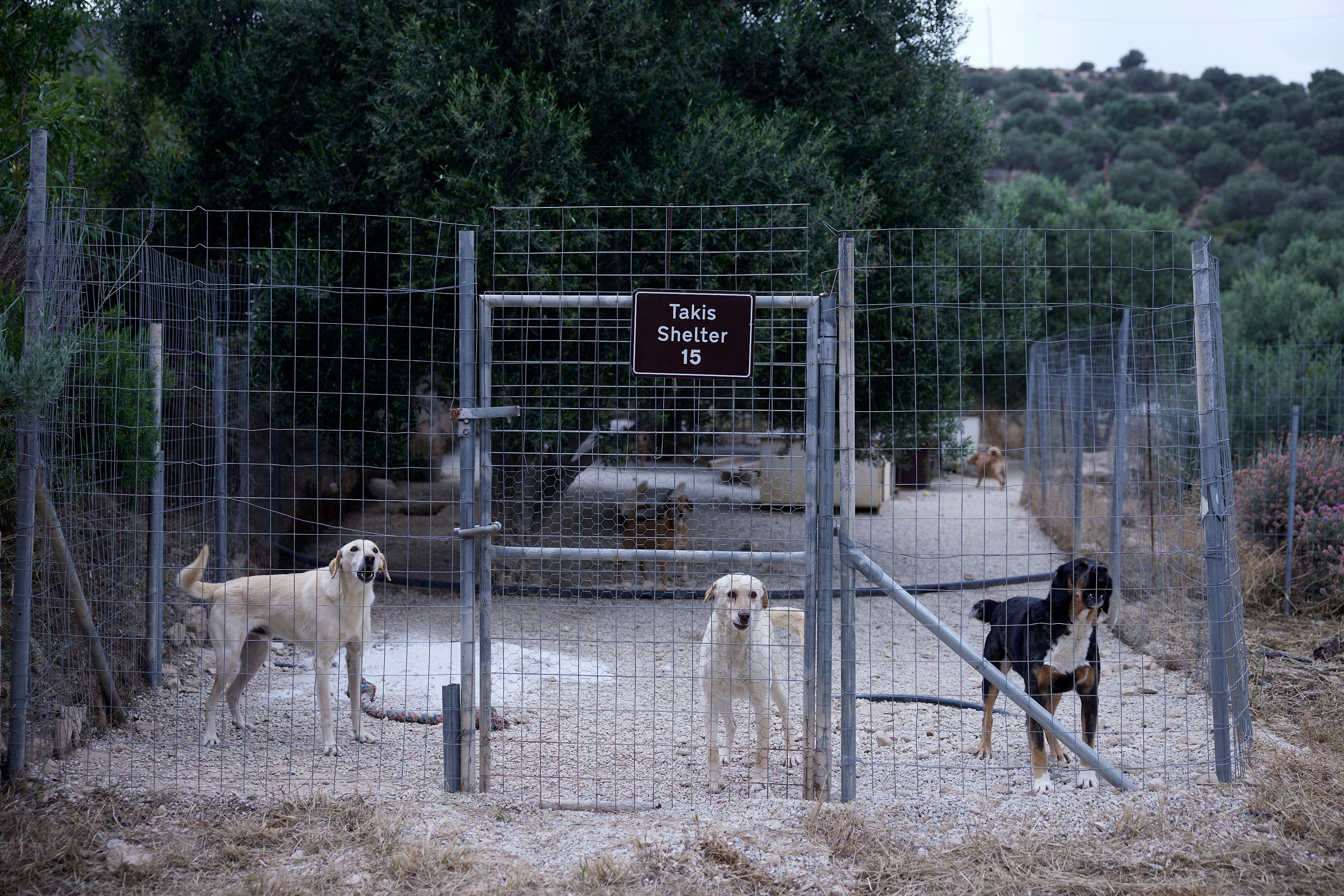 Επίσκεψη Μητσοτάκη στο καταφύγιο ζώων «Takis Shelter» στην Ιεράπετρα
