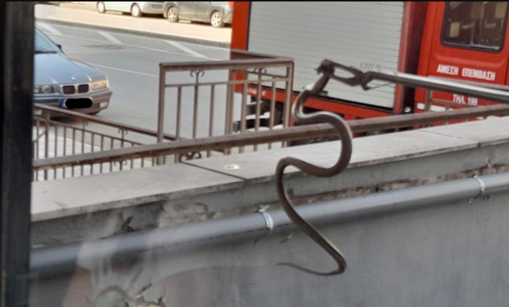 Λάρισα: Φίδι προκάλεσε πανικό σε κατάστημα