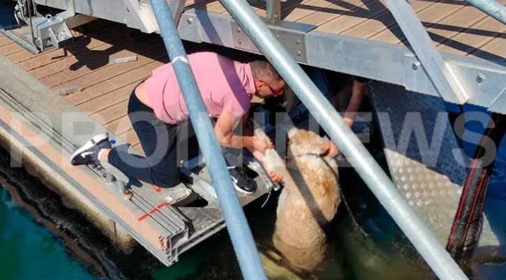 Καβάλα: Kλώτσησε σκύλο και τον έριξε στη θάλασσα