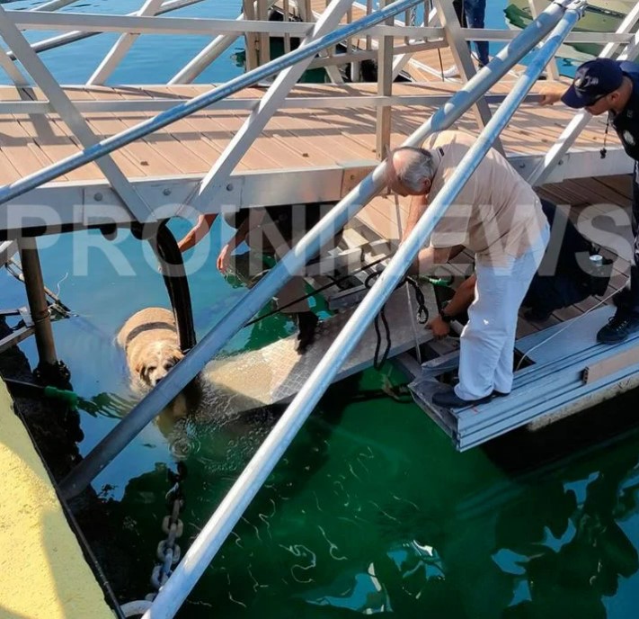 Καβάλα: Kλώτσησε σκύλο και τον έριξε στη θάλασσα