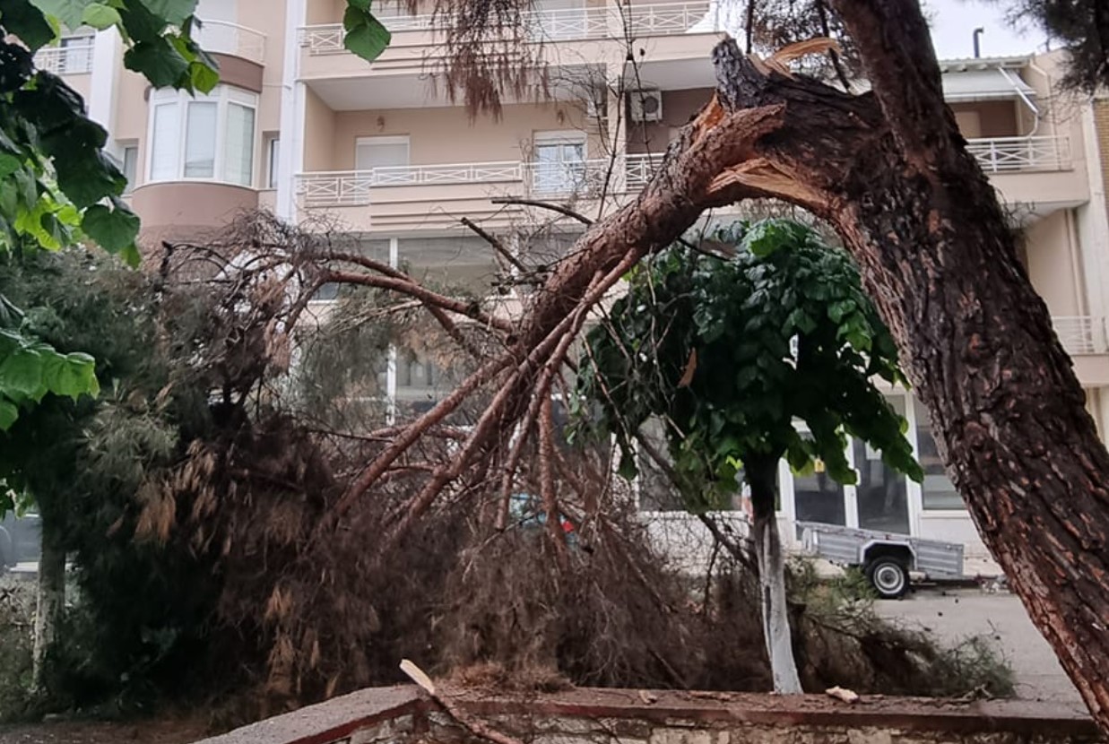 Πτολεμαΐδα: Δέντρο έπεσε σε πάρκο που έπαιζαν παιδιά