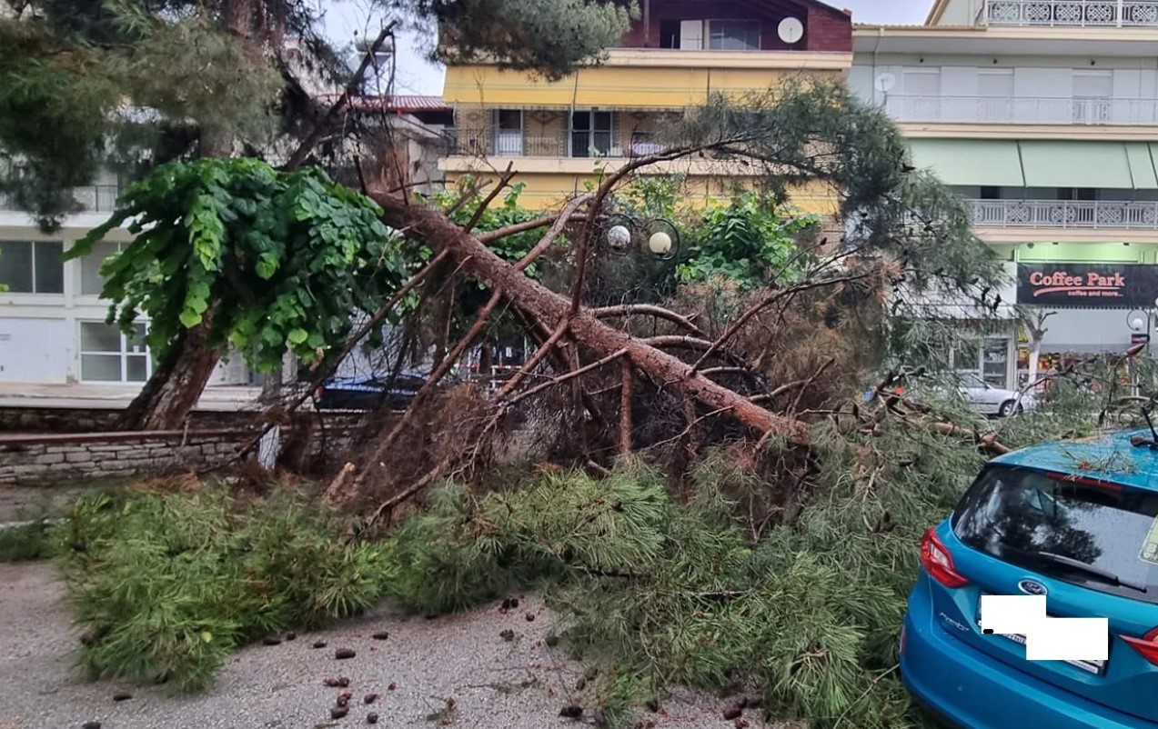 Πτολεμαΐδα: Δέντρο έπεσε σε πάρκο που έπαιζαν παιδιά