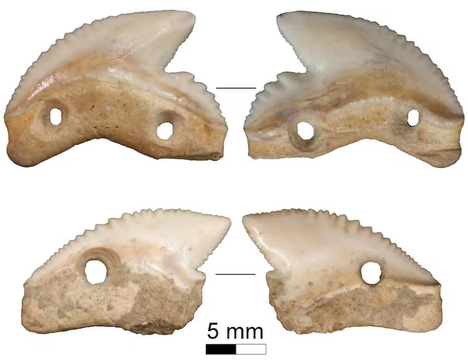 Όπλα ηλικίας 7.000 ετών από κοφτερά δόντια τεράστιου καρχαρία