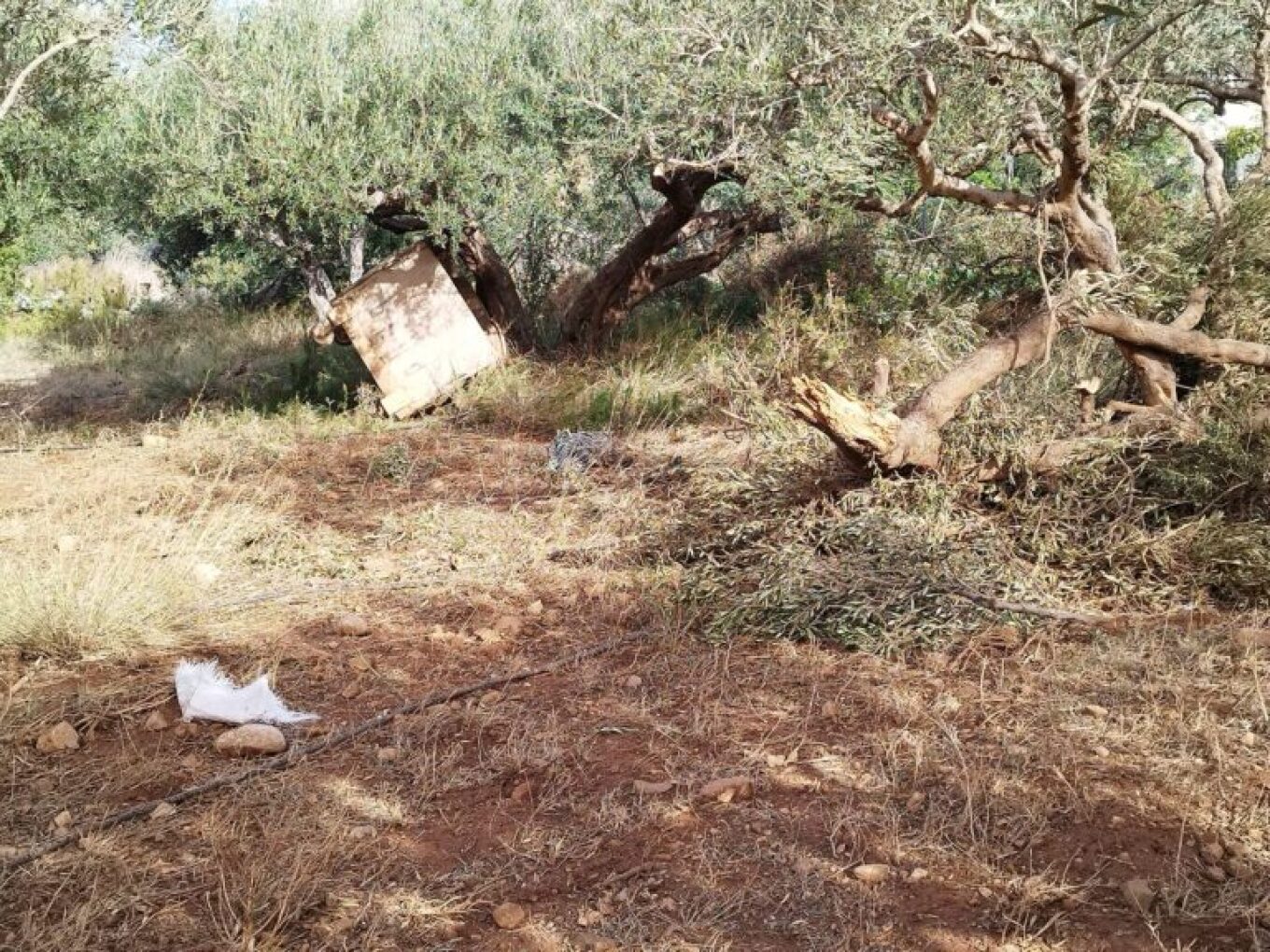 Κρήτη: Ζημιές σε θερμοκήπια και ελιές προκάλεσαν οι ισχυροί άνεμοι στα Φαλάσαρνα
