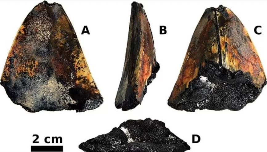 Ανακαλύφθηκε το πρώτο καλοδιατηρημένο δόντι καρχαρία μεγαλόδοντα