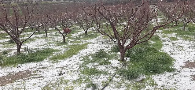 Ναύπλιο: Μεγάλες ζημιές στις καλλιέργειες στα Πυργιώτικα από το χαλάζι