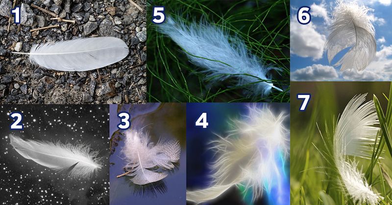 pick a feather