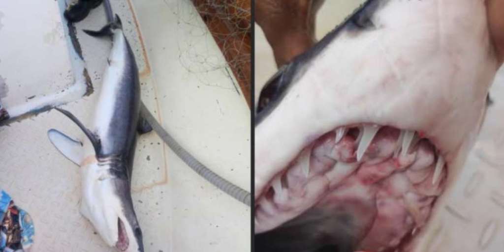 Εύβοια: Ψαράς έπιασε καρχαρία