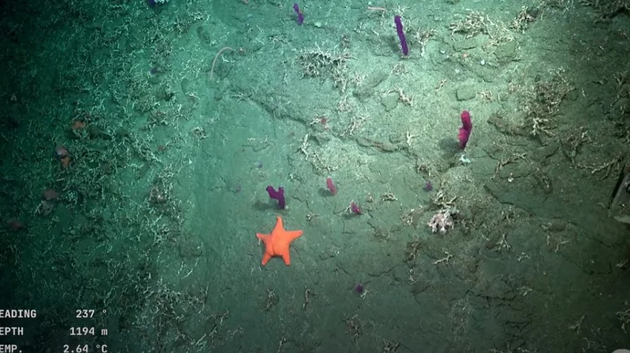 Υποβρύχια κάμερα κατέγραψε έναν ιδιαίτερο αστερία