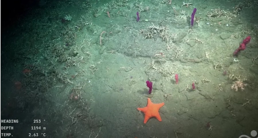 Υποβρύχια κάμερα κατέγραψε έναν ιδιαίτερο αστερία