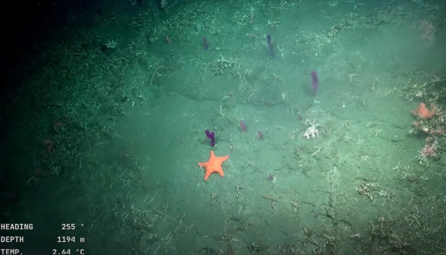 Υποβρύχια κάμερα κατέγραψε έναν ιδιαίτερο αστερία