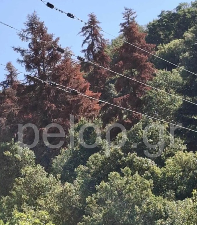Καλάβρυτα: Ανησυχητικές εικόνες για τα ελατοδάση