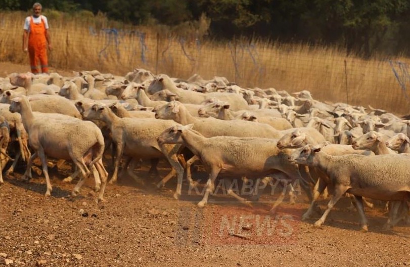Καλάβρυτα: Καλύτερη η εικόνα της φωτιάς στην Αροανία