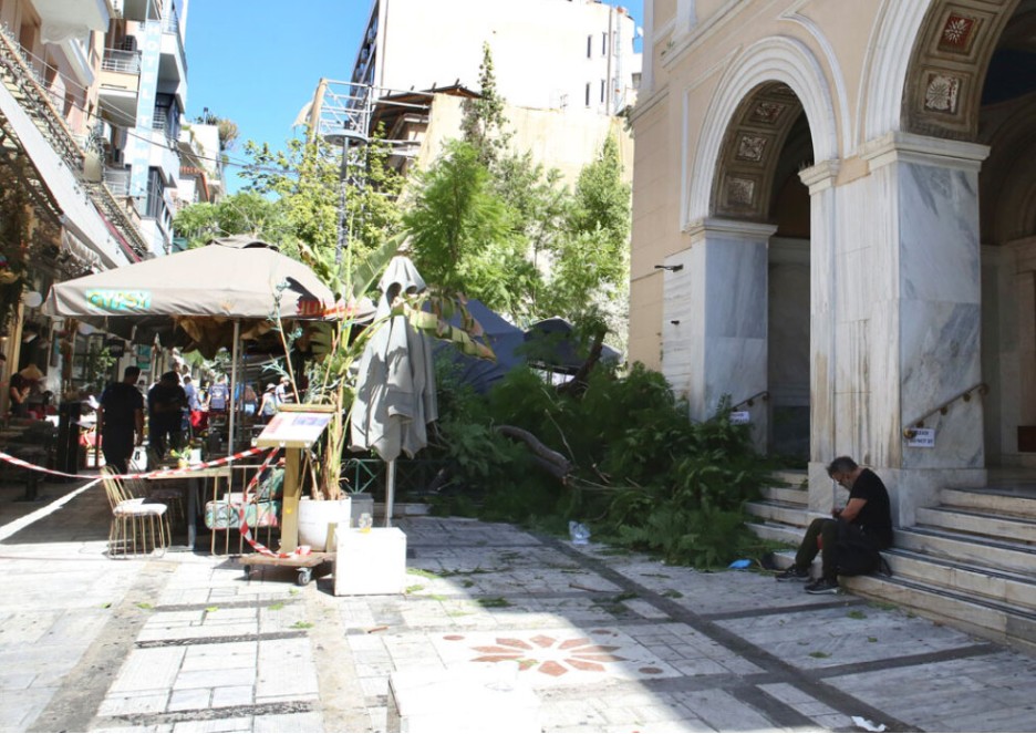δέντρο πλατεία Αγίας Ειρήνης