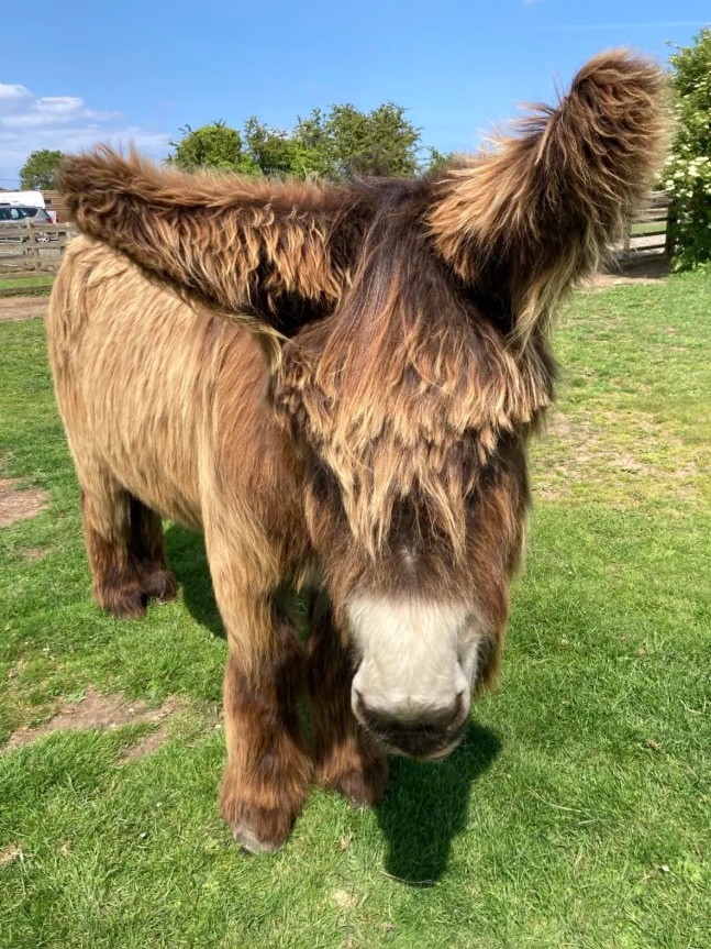 Δύο γαϊδουράκια έσπασαν το ρεκόρ Γκίνες