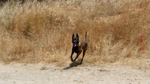 Πέθανε θρυλικός σκύλος-ανιχνευτής που είχε βρει τη σορό του Μπάμπη Κούτσικου