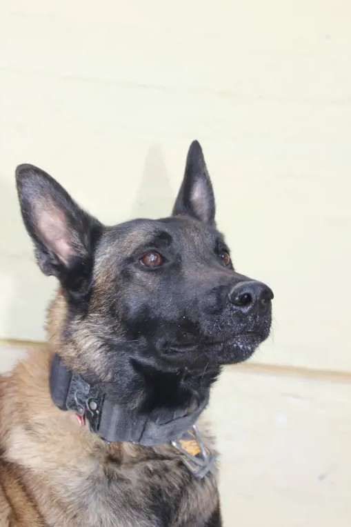 Πέθανε θρυλικός σκύλος-ανιχνευτής που είχε βρει τη σορό του Μπάμπη Κούτσικου