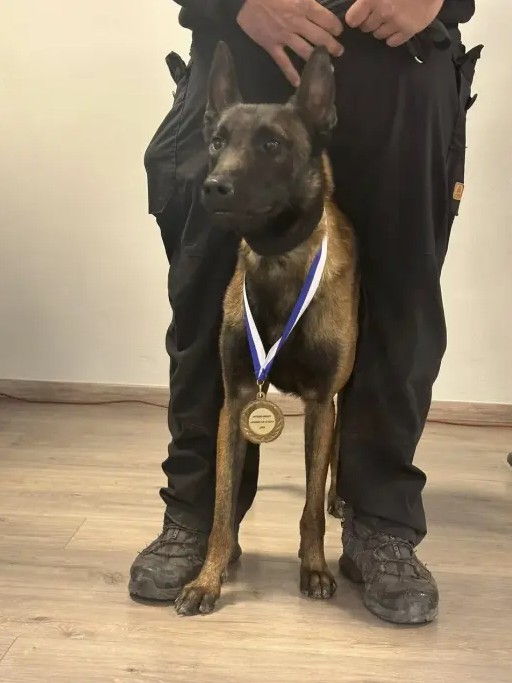 Πέθανε θρυλικός σκύλος-ανιχνευτής που είχε βρει τη σορό του Μπάμπη Κούτσικου