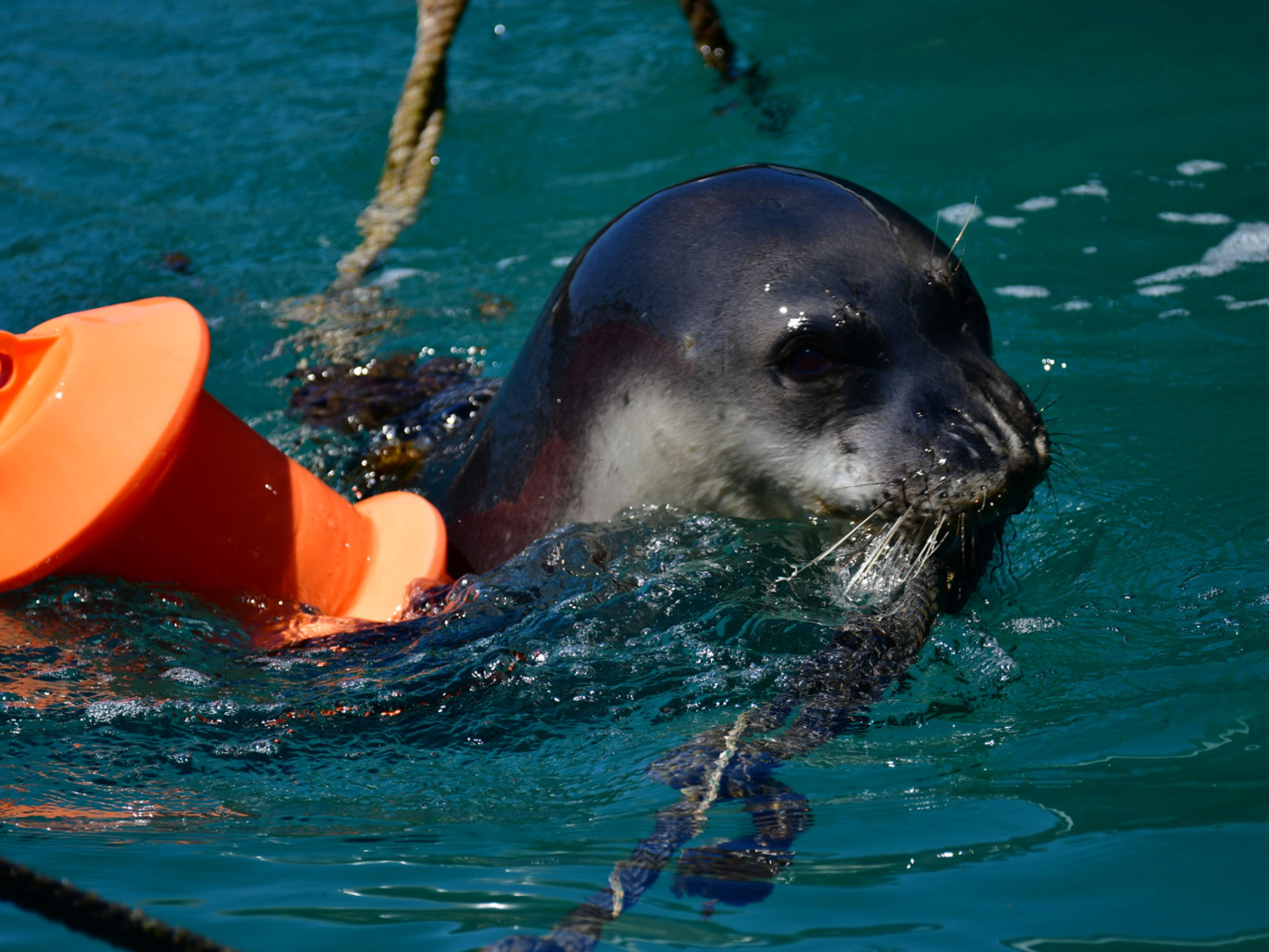 Οι σπάνιες φώκιες κρύβονται σε σπηλιές για να ξεφύγουν από τους τουρίστες στις Σποράδες 