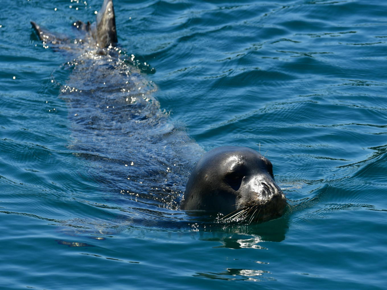 Οι σπάνιες φώκιες κρύβονται σε σπηλιές για να ξεφύγουν από τους τουρίστες στις Σποράδες 