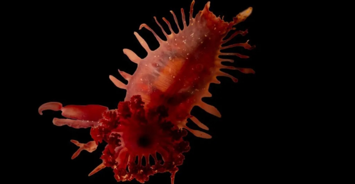 Καραϊβική: Βρέθηκαν άγνωστα θαλάσσια πλάσματα και κοράλλια