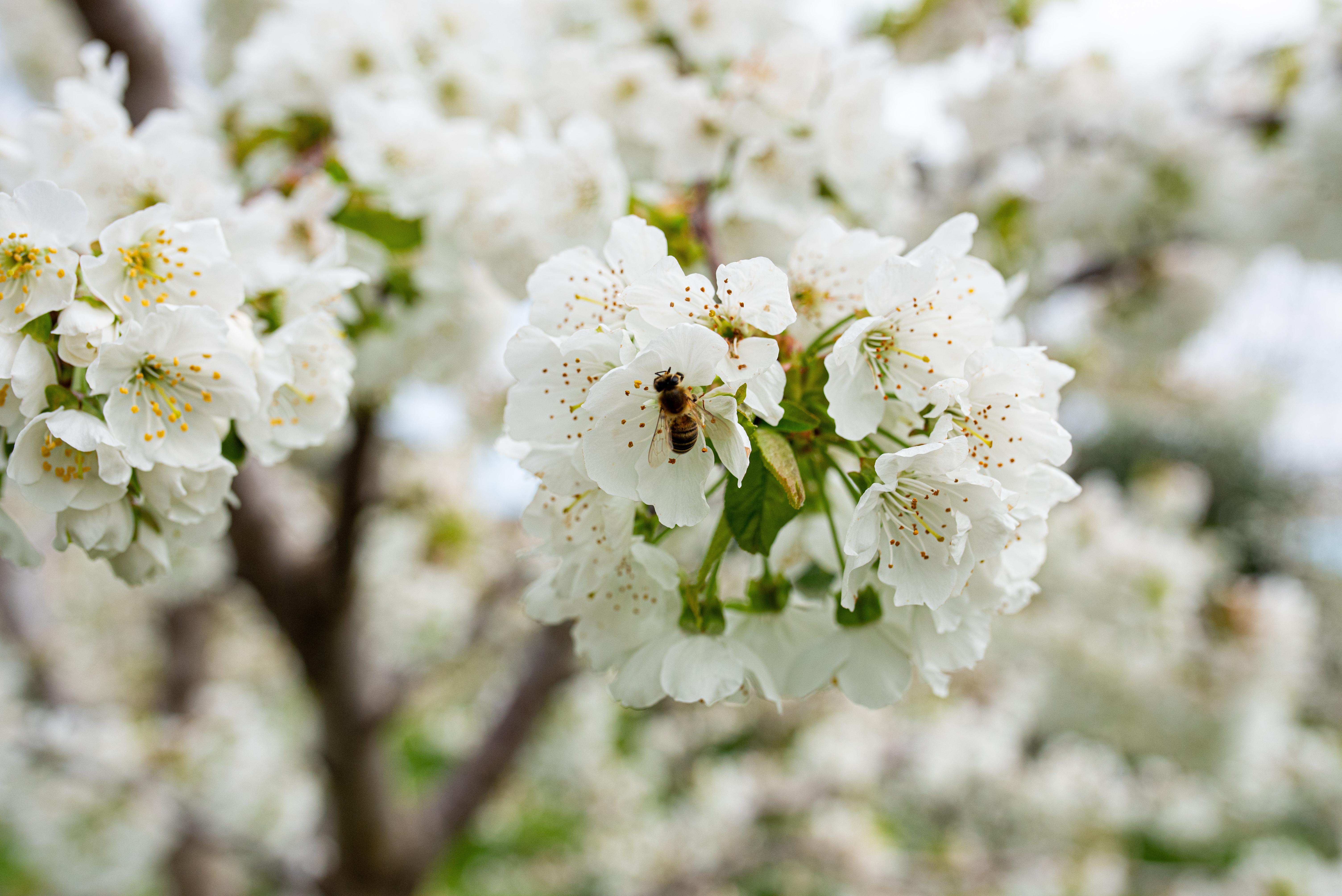 Οι κερασιές θα ανθίσουν και φέτος