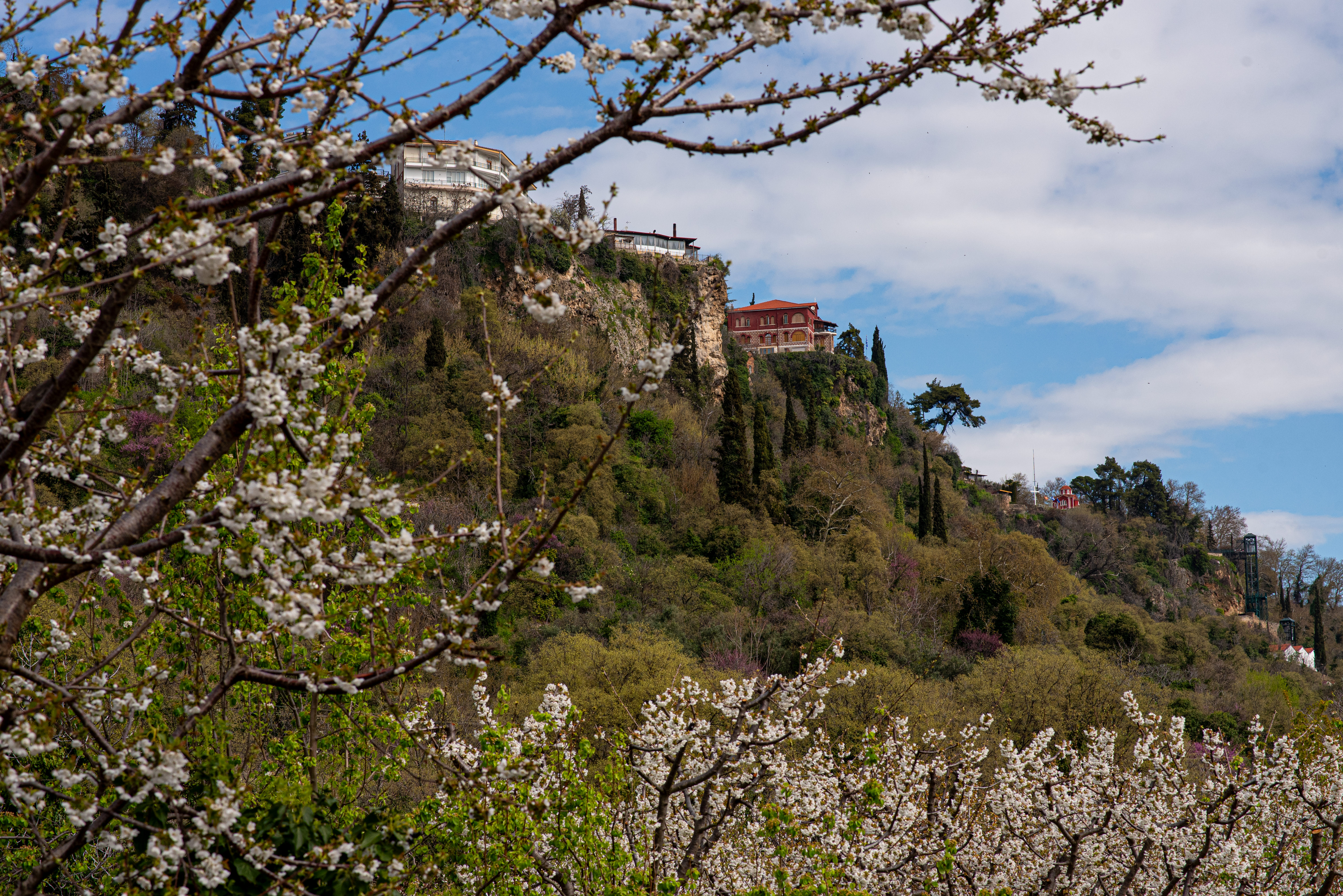 Οι κερασιές θα ανθίσουν και φέτος