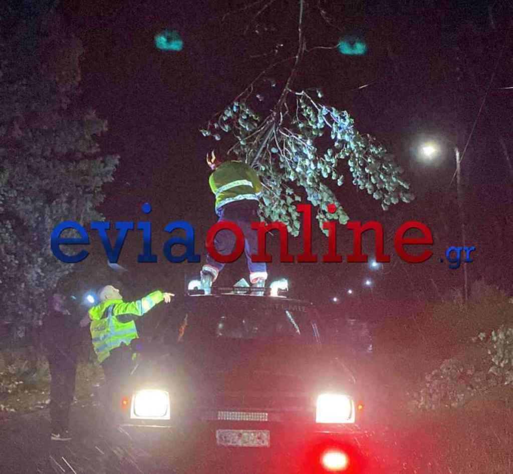 Εύβοια: Πτώση δέντρου σε κεντρικό δρόμο στην Αμάρυνθο
